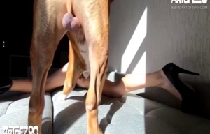 Great-looking dog fucked a passionate chick