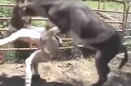 Raw Zoo Sex - Animal Clips & Zofilia