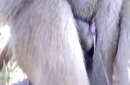 Zoo Zoo Animal Porn Sex
