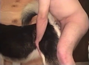 This sheep is banged passionately from behind