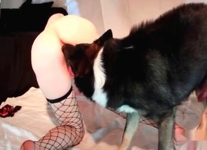 Slim slut is being fucked hard by a dominant dog