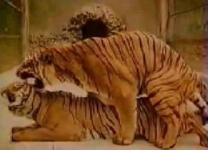 Naughty sex for lovely tigers that have great libido