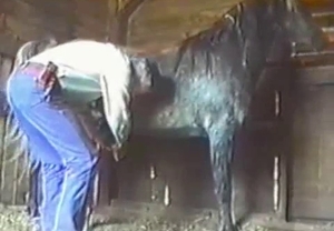 The weird dick of this horse gets jerked off by a zoophile