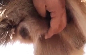 Doggy cock sucked nicely by a bearded zoofil