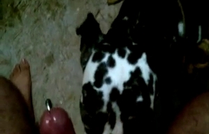 Gorgeous Dalmatian is licking my penis on cam
