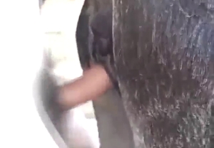 Wet opening of a sexy mare gets power-drilled