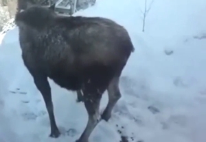 Pooping compilation with a bunch of beasts