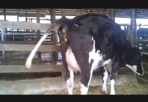 Pooping compilation with a bunch of beasts