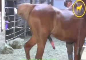 Horse zoo porn with a brown stallion teasing