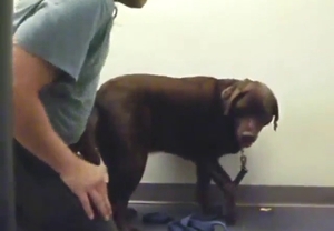 Zoo sex scene shows a guy who fucks a dog