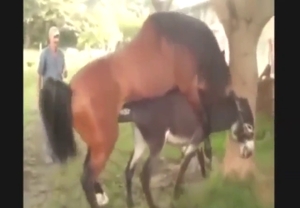 Horse vs donkey in zoo XXX with real orgasms
