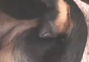 Dude is going to fuck a sexy ROTTY big time