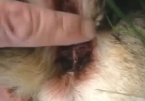 Guy is ready to jerk this animal off in POV