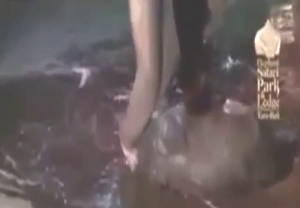 Birthing videos with elephants are wild