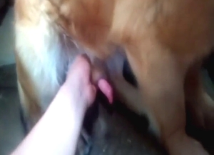 Dog gets jerked off in a sensational porn movie