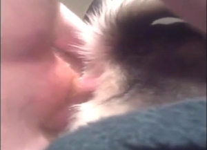 Husky going to get fucked, destructive close-ups