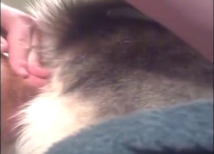 Husky going to get fucked, destructive close-ups