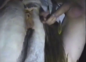 Fucking with a mare that looks just insane