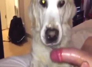 Well-hung guy is going to help this dog lick dick