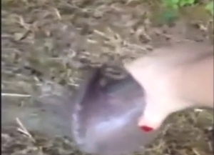 Woman is going to stroke a horse's massive peen