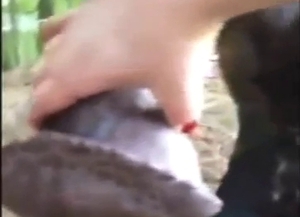 Woman is going to stroke a horse's massive peen