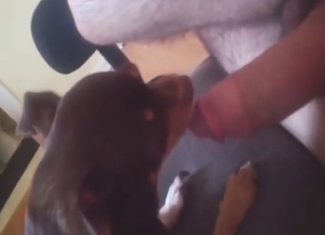 Dog makes intentions clear: it's all about licking