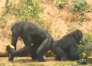 Monkeys are featured in a hot threesome outside