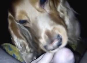 Dog belongs to a friend, but worships HIS dick