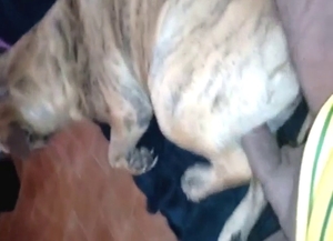 Dude is going to use that penis to fuck a dog