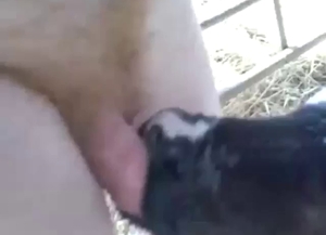 BJ session with a nice-looking farm animal or 2
