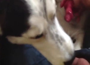 Sexy dog is going to lick that nice dick faster