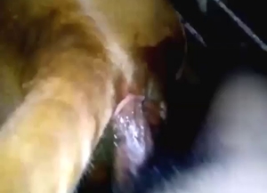 Calf crushed by that mighty penis in a zoo video