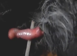 Dog with a hard penis enjoying a lengthy handjob