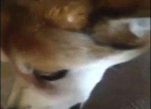 Horny animal is going to lick that pussy in POV