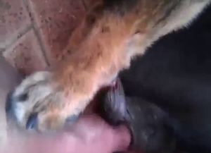 That animal has a lot to do with that hard penis