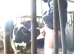 Calf blowjob scene with plenty of orgasmic lust
